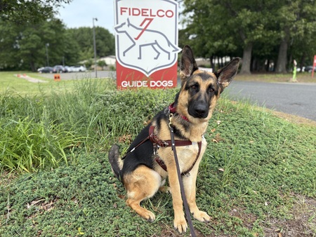 Koda