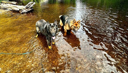 Cheyenne and Orion