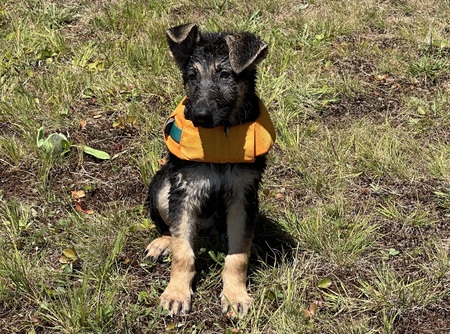 Entry image for Fred. Clicking this image will show a larger photo