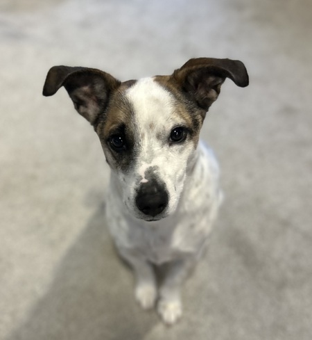 Pepper
