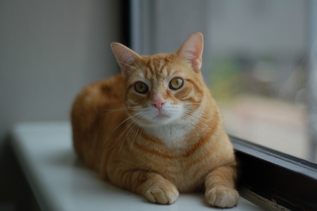 Loaf
