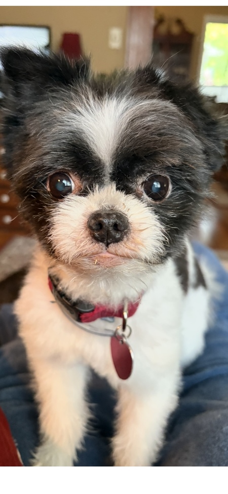 Ollie