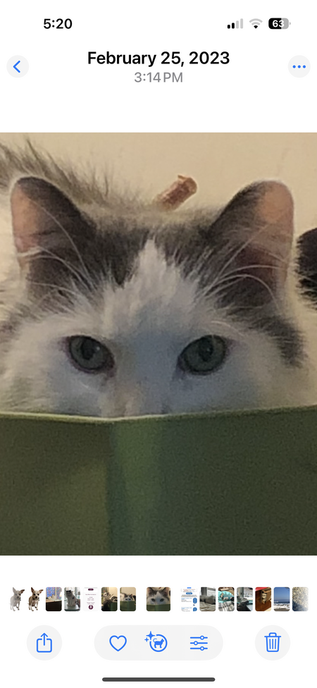 Charlie Cat