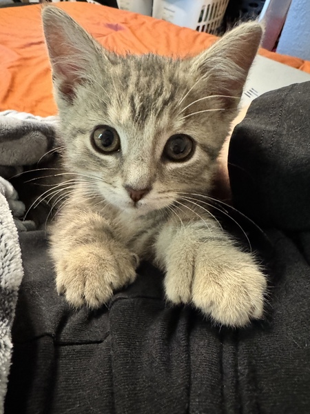 Astrid