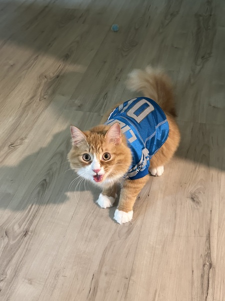 Cheeto