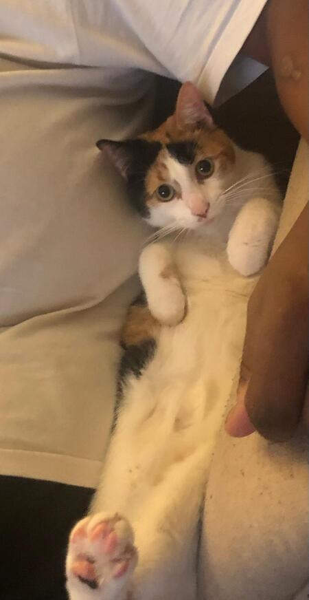 Gigi