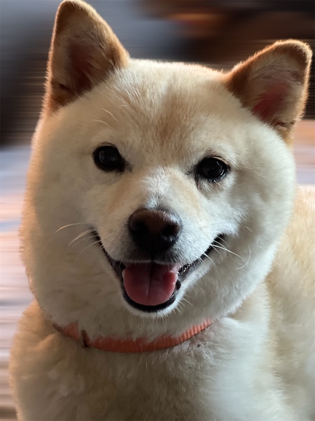 Little Lucy