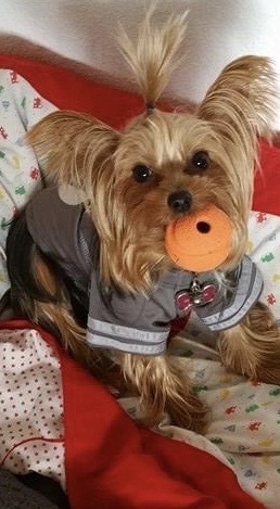 Cookie