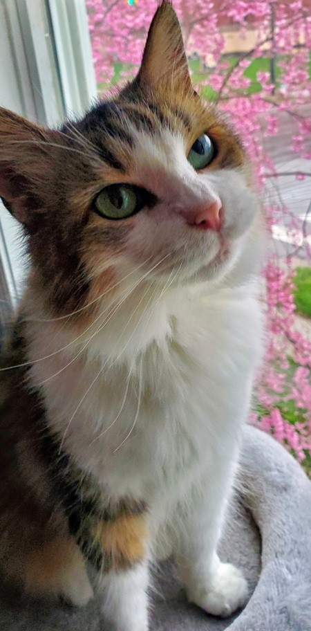 Bella Sprinkles
