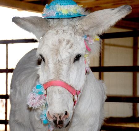 Jack the donkey