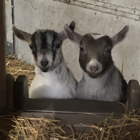 Goose and Gracie (they’re a set😊)
