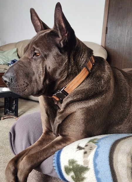 Migo