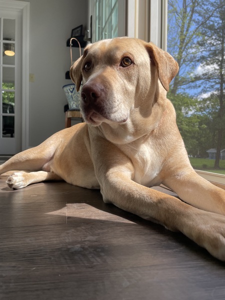 Simba