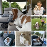 Entry image for Willie