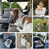 Entry image for Willie