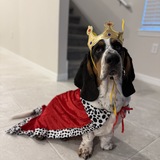 Entry image for Sir Winston