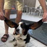 Entry image for Coco