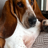 Entry image for Sunni