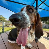 Entry image for Daisy