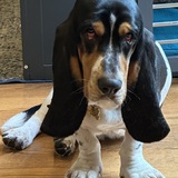 Entry image for Gusteau