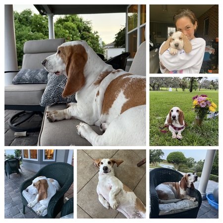 Entry image for Willie. Clicking this image will show a larger photo