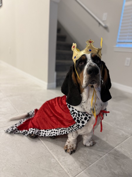 Entry image for Sir Winston. Clicking this image will show a larger photo