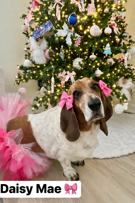 Entry image for Daisy Mae . Clicking this image will show a larger photo