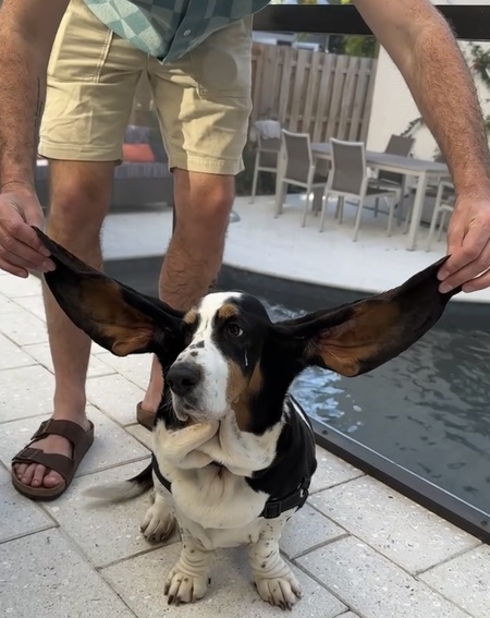 Entry image for Coco. Clicking this image will show a larger photo