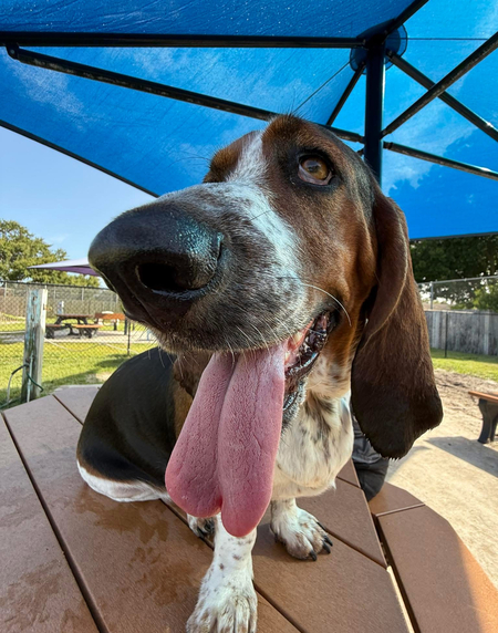 Entry image for Daisy. Clicking this image will show a larger photo