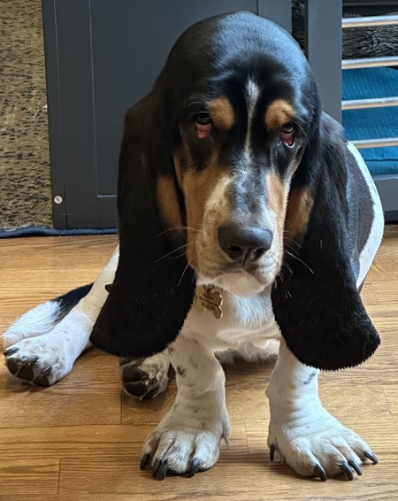 Entry image for Gusteau. Clicking this image will show a larger photo