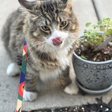 Entry image for Peanut
