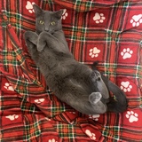 Entry image for Smokey