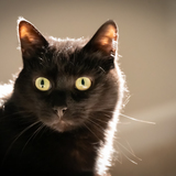 Entry image for Pippin