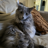 Entry image for Charlie