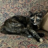 Entry image for Jasmine