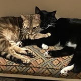 Entry image for Zane and Shayna
