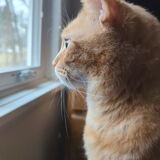 Entry image for Billi