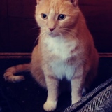 Entry image for Leo