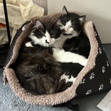 Entry image for Puffin and Panda