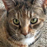 Entry image for Cookie