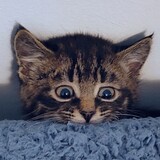 Entry image for Maru
