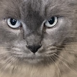 Entry image for Smokey 