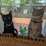 Entry image for Cerce (left) Patricia Sunshine (right)