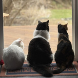 Entry image for Zephyr, Nyx, and Persephone