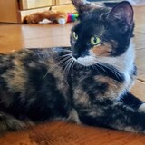 Entry image for Sunny Corleone 