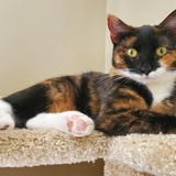 Entry image for Sunny Corleone 