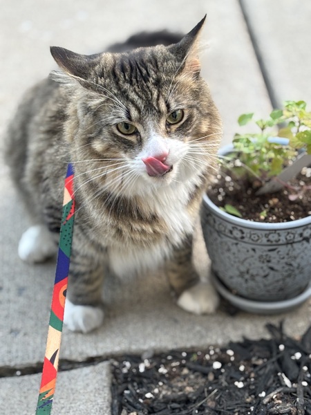 Entry image for Peanut. Clicking this image will show a larger photo