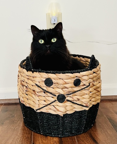 Entry image for Luna. Clicking this image will show a larger photo