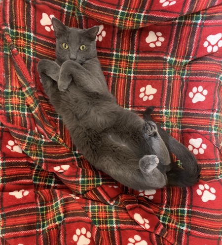 Entry image for Smokey. Clicking this image will show a larger photo