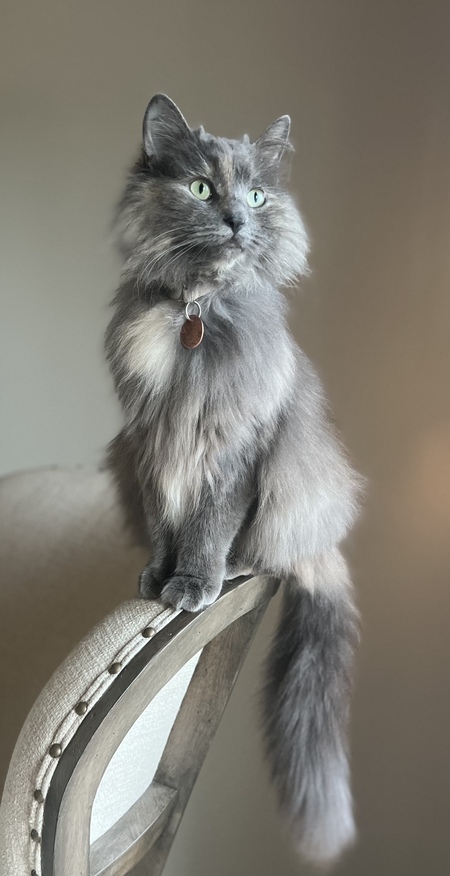 Entry image for Freya. Clicking this image will show a larger photo